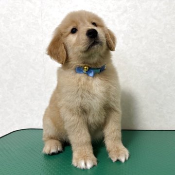 ゴールデンレトリバー【北海道・女の子・2025年10月1日・ゴールド】の写真「くりくりのおめめが可愛すぎてメロメロです♡」