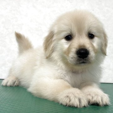 ゴールデンレトリバー【北海道・女の子・2025年10月1日・クリーム】の写真「おっとりしていて可愛い女の子♡♡」