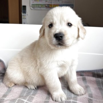 ゴールデンレトリバー【北海道・男の子・2025年10月1日・クリーム】の写真「白っぽい毛色の可愛い男の子♡♡」