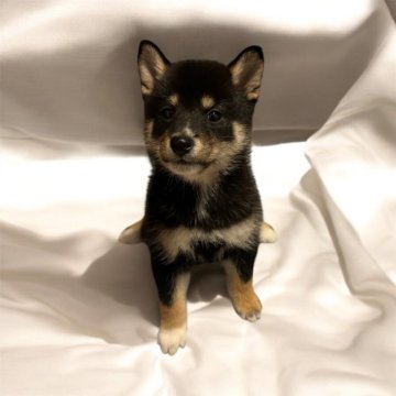 柴犬(標準サイズ)【北海道・女の子・2024年10月17日・黒】の写真「可愛い柴犬の女の子♡♡♡」