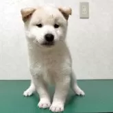 柴犬(標準サイズ)【北海道・男の子・2025年10月14日・白】の写真1