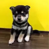 豆柴【北海道・女の子・2025年5月4日・黒】の写真1