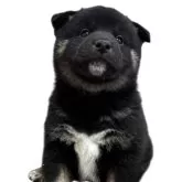 柴犬(標準サイズ)【北海道・男の子・2025年10月4日・黒】の写真1