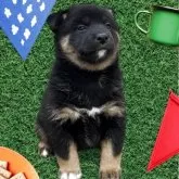 柴犬(標準サイズ)【北海道・女の子・2025年10月4日・黒】の写真2