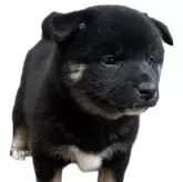 柴犬(標準サイズ)【北海道・男の子・2025年10月4日・黒】の写真4