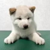 豆柴【北海道・男の子・2025年10月5日・白】の写真4