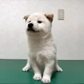 柴犬(標準サイズ)【北海道・男の子・2025年10月14日・白】の写真5