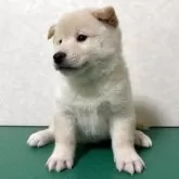 柴犬(標準サイズ)【北海道・男の子・2025年10月14日・白】の写真6