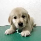 ゴールデンレトリバー【北海道・男の子・2025年10月1日・クリーム】の写真7