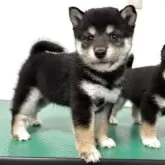 豆柴【北海道・男の子・2025年10月5日・黒】の写真7