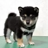 豆柴【北海道・男の子・2025年10月5日・黒】の写真8