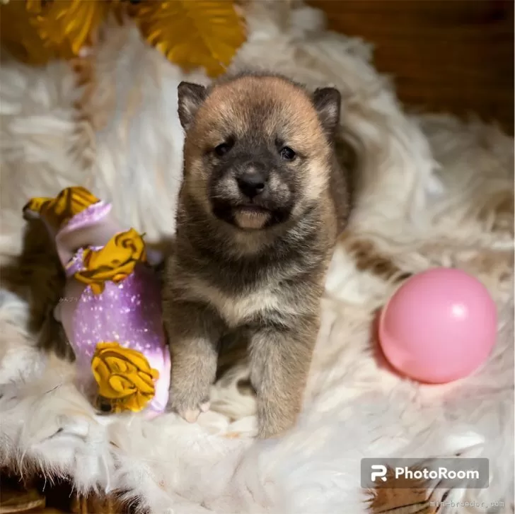 ID：2401-00963の子犬