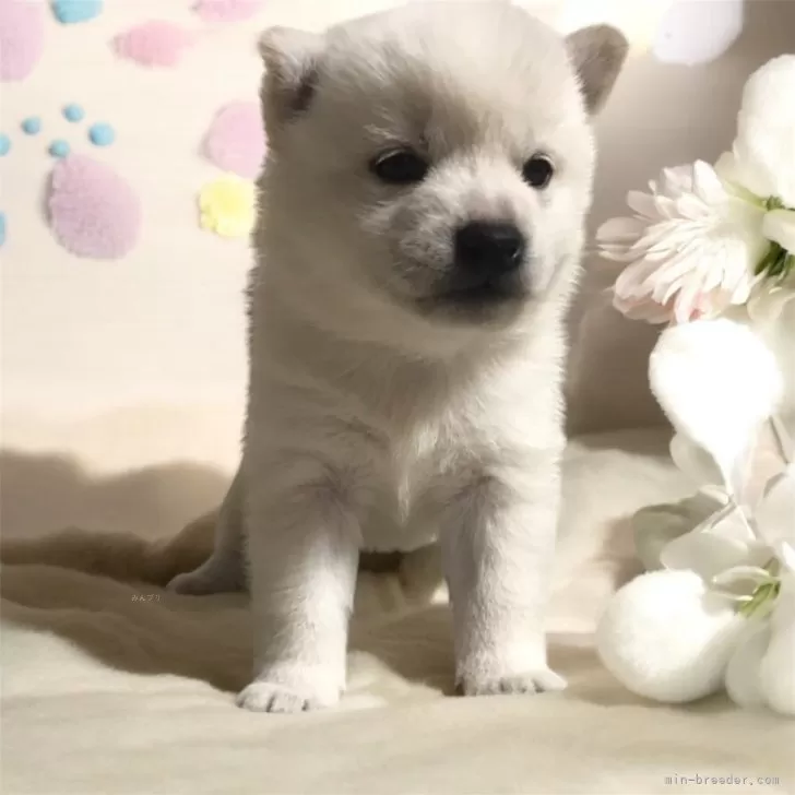 ID：2411-01002の子犬