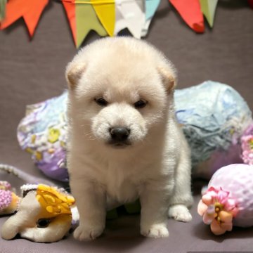 柴犬(豆柴)【北海道・男の子・2024年1月28日・白】の写真「両親豆柴認定犬の可愛い男の子♡両親遺伝子検査クリア」