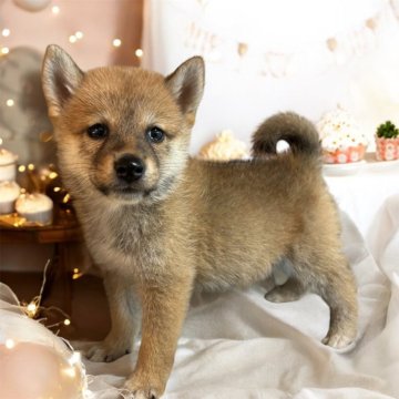 柴犬(標準サイズ)【北海道・女の子・2024年7月21日・赤】の写真「きれいな赤毛の可愛い子です♡♡♡」