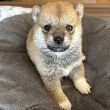 柴犬(豆柴)【北海道・男の子・2024年9月2日・赤】の写真「まんまるお顔のイケメンくん♡♡」