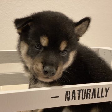 柴犬(豆柴)【北海道・男の子・2023年8月17日・黒】の写真「両親豆柴認定犬の可愛い男の子♡両親遺伝子検査クリア」