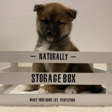 柴犬(標準サイズ)【北海道・男の子・2023年8月11日・赤】の写真「マズルが黒く色素の濃い子です。柴犬らしいです。」