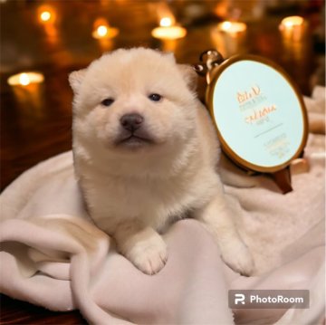 柴犬(標準サイズ)【北海道・男の子・2023年12月11日・白】の写真「ぽちゃぽちゃの可愛い男の子♡」