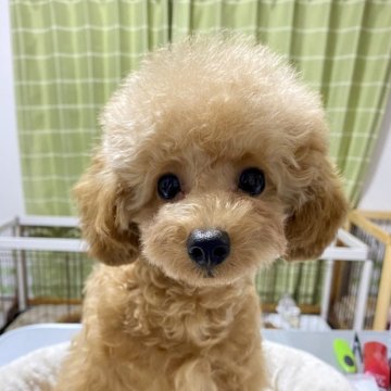 トイプードル(トイ)【岐阜県・男の子・2025年2月14日・アプリコット】の写真「甘えん坊でおっとりさんです」