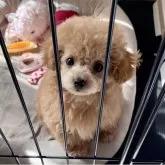 ティーカッププードル