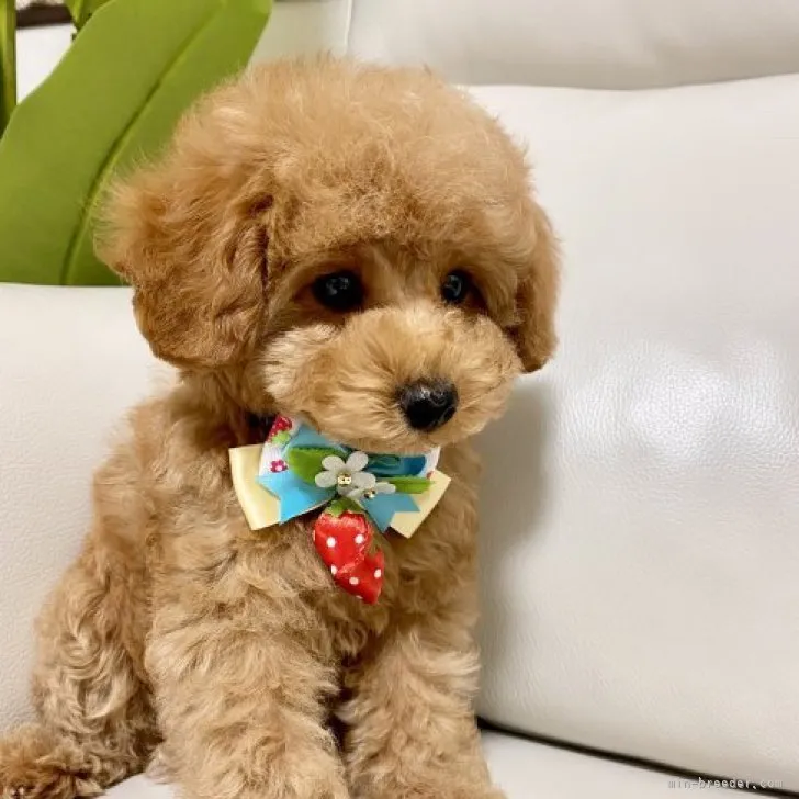 ID:2303-05650の子犬