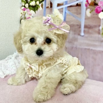 トイプードル(ティーカップ)【岐阜県・女の子・2024年2月9日・クリーム】の写真「お目目クリクリ　ギュッと詰まったボディ　」