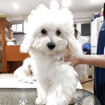 トイプードル(トイ)【沖縄県・女の子・2025年6月10日・ホワイト】の写真「可愛いプードルの女の子です✨」
