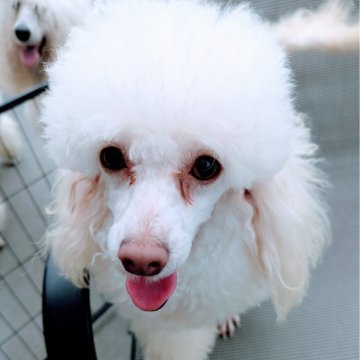 トイプードル(トイ)【沖縄県・女の子・2024年1月7日・ホワイト】の写真「元気いっぱいで優し女の子です✨甘えん坊💕」