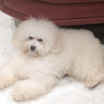 トイプードル(トイ)【沖縄県・男の子・2025年6月2日・ホワイト】の写真「まるまるとした健康優良児です✨
明るい元気な男。」