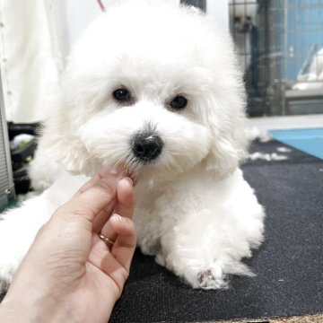 トイプードル(トイ)【沖縄県・男の子・2025年6月10日・ホワイト】の写真「真っ白で理想なホワイトトイプードル」