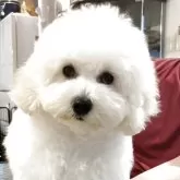 トイプードル(トイ)