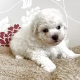 トイプードル(トイ)