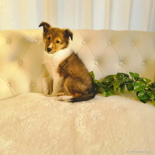 ID:2203-01231の子犬