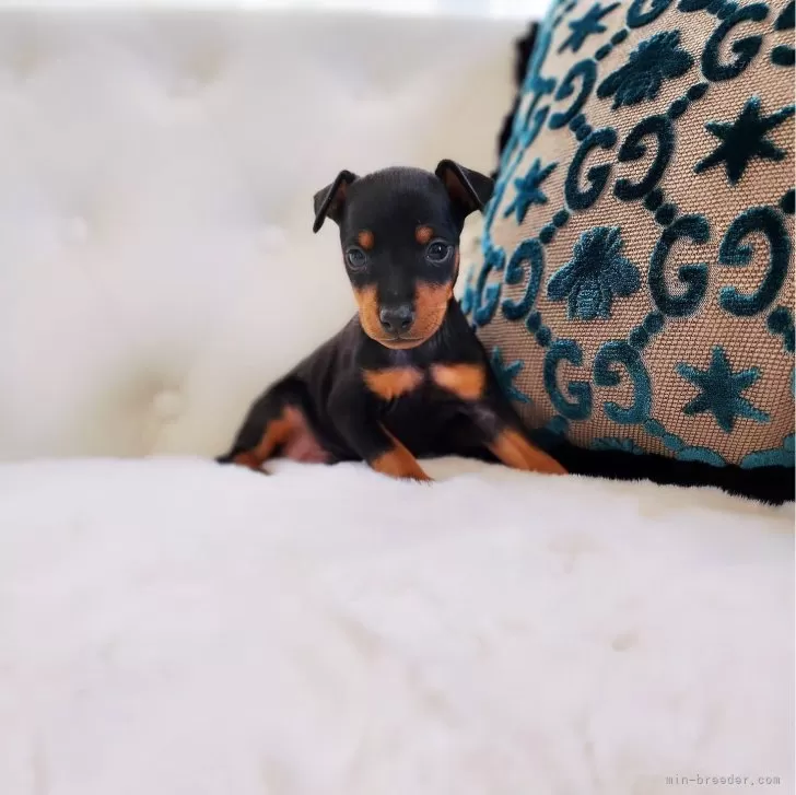 ID：2312-02763の子犬