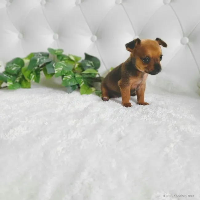 ID：2204-01184の子犬