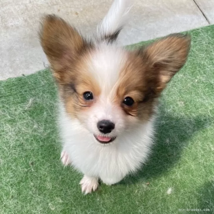 ID:2405-03751の子犬