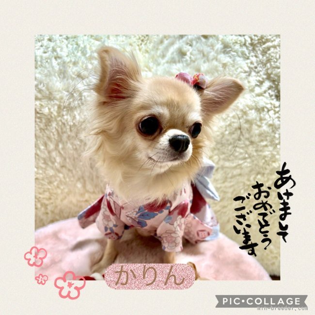 山口昌江ブリーダーのブログ：✨🎍謹賀新年🎍✨