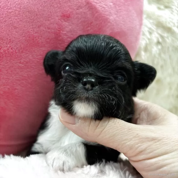 ID:2503-08100の子犬