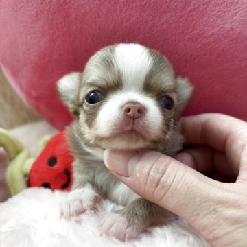 チワワ(ロング)【栃木県・女の子・2025年10月15日・チョコフォーン】の写真「小さな小さな女の子💖
ママ似の可愛さ✨✨」