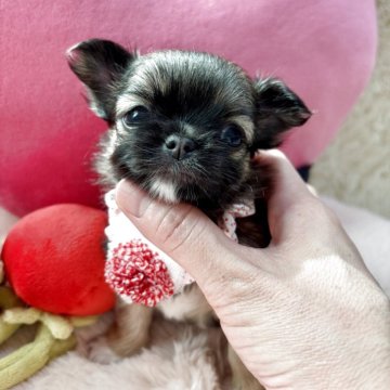 チワワ(ロング)【栃木県・女の子・2025年9月21日・フォーンホワイト】の写真「ひまわりbaby🌻✨
可愛さ太鼓判💕」