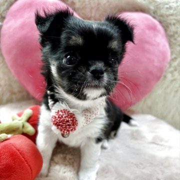 チワワ(ロング)【栃木県・女の子・2025年10月6日・ブラックタン&ホワイト】の写真「お顔も性格も抜群💕
11/30までの掲載⭐︎」