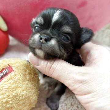 チワワ(ロング)【栃木県・男の子・2025年10月15日・ブラックタン&ホワイト】の写真「チビチビで可愛い男の子💕
派手顔になります✨✨」