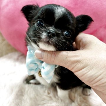 チワワ(ロング)【栃木県・男の子・2025年3月16日・ブラックタン&ホワイト】の写真「前足のカラーがcute💕
甘えん坊♪」