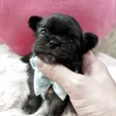 チワワ(ロング)