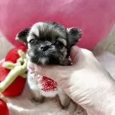チワワ(ロング)