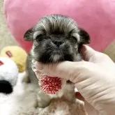 チワワ(ロング)