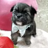 チワワ(ロング)