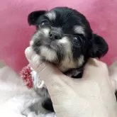 チワワ(ロング)