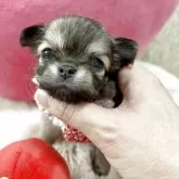 チワワ(ロング)